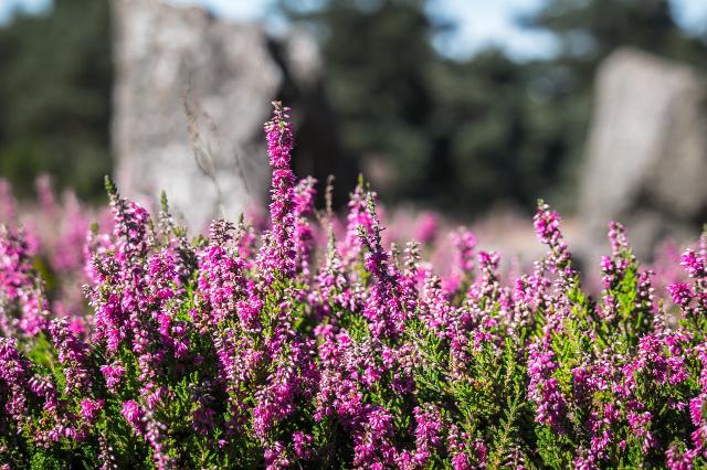 Brezo rosado - Erica darleyensis - El Nou Garden
