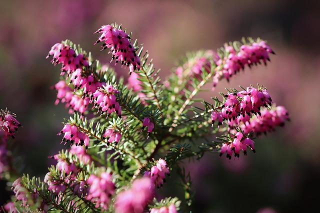 Brezo rosado - Erica darleyensis - El Nou Garden