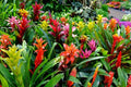 Bromelia mix - El Nou Garden