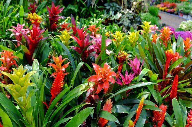 Bromelia mix - El Nou Garden