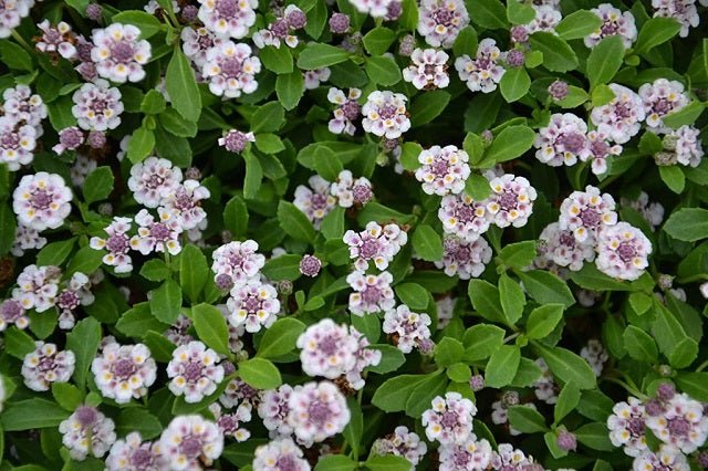 Brumosa - Phyla nodiflora - El Nou Garden
