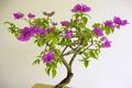 Buganvilla - Bougainvillea - Bonsai - El Nou Garden