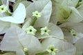 Buganvilla Albicans - Bougainvillea - El Nou Garden