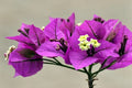 Buganvilla Alexandra - Bougainvillea - El Nou Garden