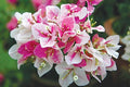 Buganvilla bicolor - Bougainvillea - El Nou Garden