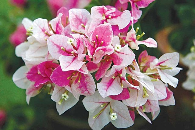 Buganvilla bicolor - Bougainvillea - El Nou Garden