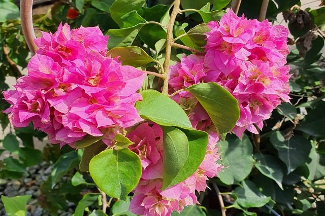 Buganvilla doble Dania rosa - Bougainvillea - El Nou Garden