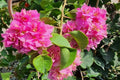 Buganvilla doble Dania rosa - Bougainvillea - El Nou Garden