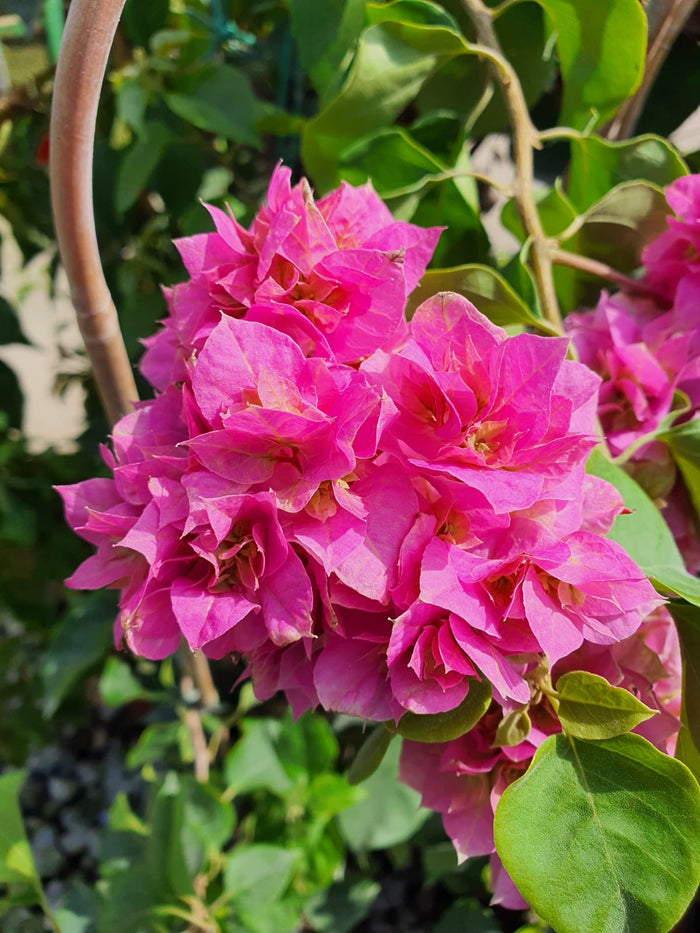 Buganvilla doble Dania rosa - Bougainvillea - El Nou Garden