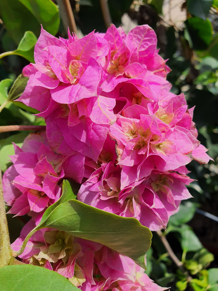 Buganvilla doble Dania rosa - Bougainvillea - El Nou Garden