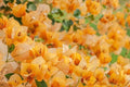 Buganvilla Gold - Bougainvillea - El Nou Garden