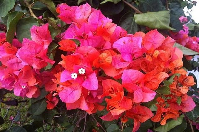 Buganvilla Orange Diamond - Bougainvillea - El Nou Garden