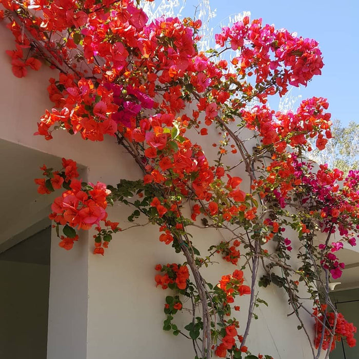Buganvilla Orange Diamond - Bougainvillea - El Nou Garden