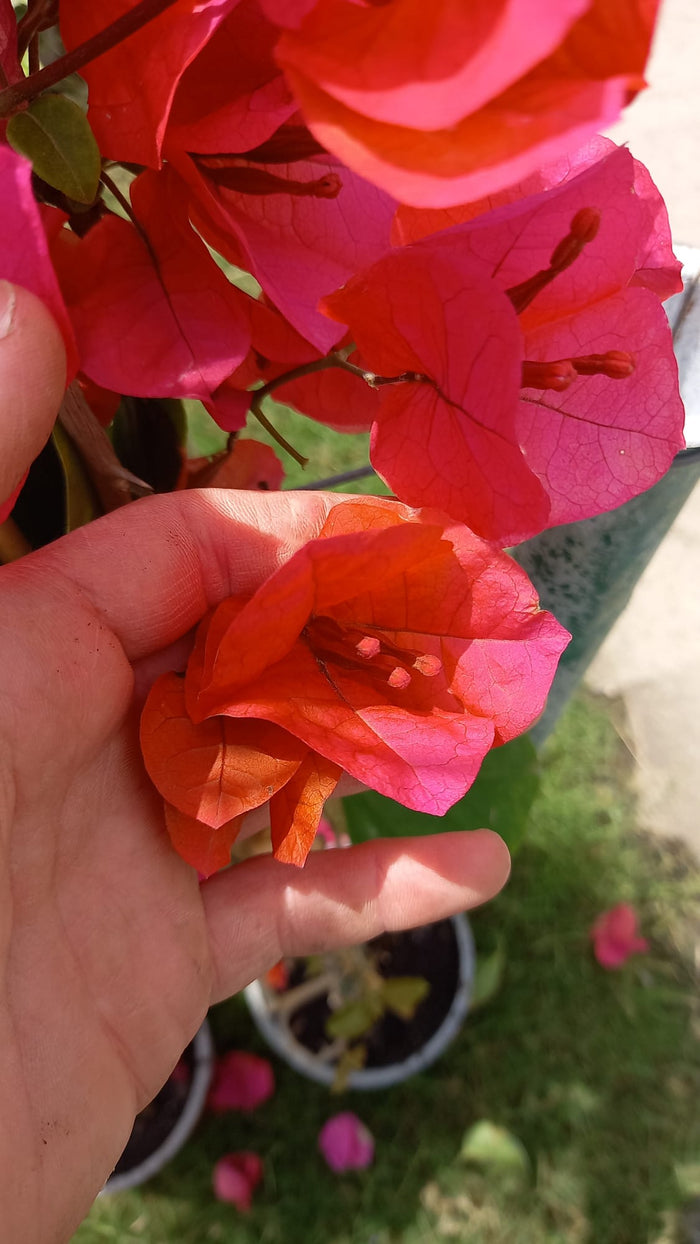 Buganvilla Orange Diamond - Bougainvillea - El Nou Garden