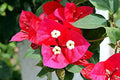 Buganvilla Red Diamond - Bougainvillea - El Nou Garden