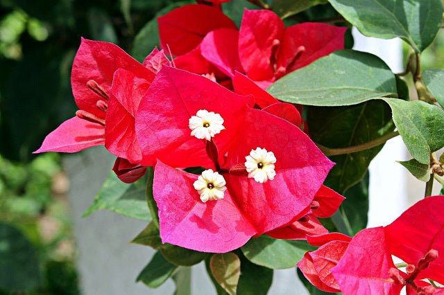 Buganvilla Red Diamond - Bougainvillea - El Nou Garden
