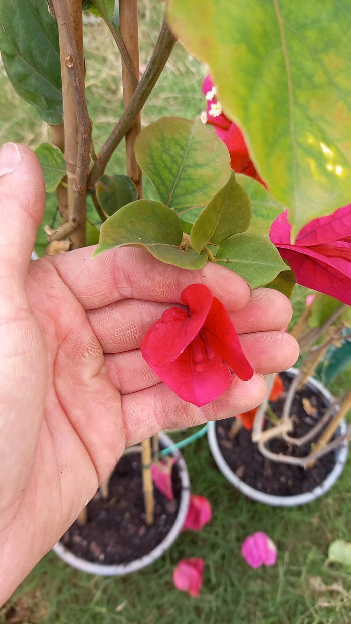 Buganvilla Red Diamond - Bougainvillea - El Nou Garden