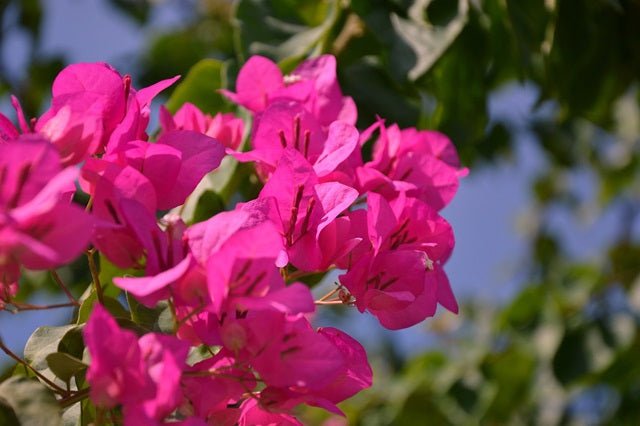 Buganvilla Rosa - Bougainvillea - El Nou Garden