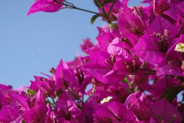 Buganvilla Sange - El Nou Garden