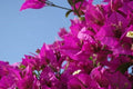 Buganvilla Sange - El Nou Garden
