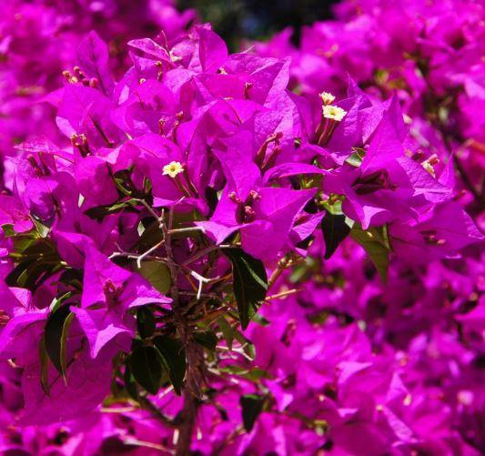 Buganvilla Sange - El Nou Garden