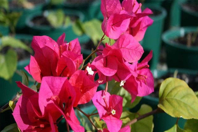 Buganvilla Scarlett O'Hara - Bougainvillea - El Nou Garden