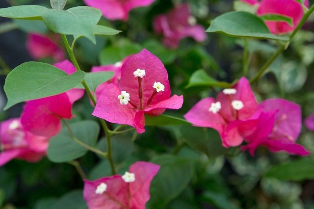 Buganvilla Scarlett O'Hara - Bougainvillea - El Nou Garden