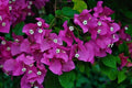Buganvilla Spectabilis - Bougainvillea - El Nou Garden