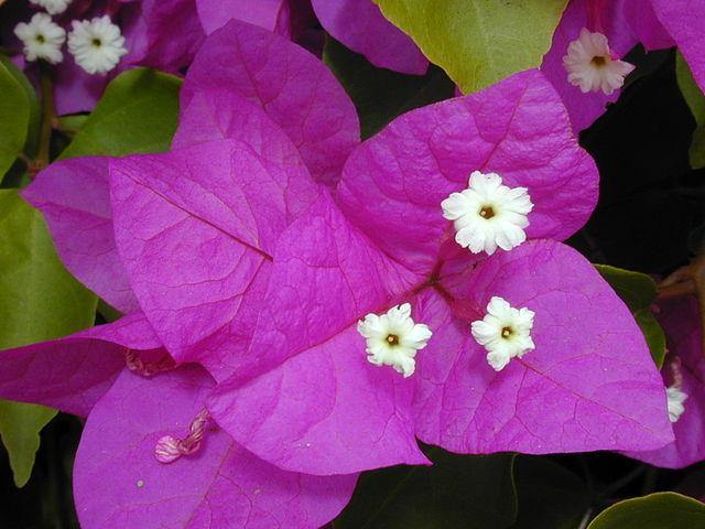 Buganvilla Spectabilis - Bougainvillea - El Nou Garden