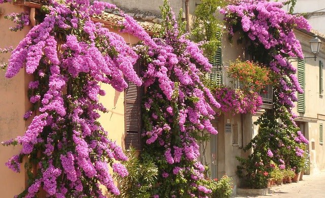 Buganvilla Spectabilis - Bougainvillea - El Nou Garden