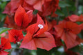 Buganvilla Tomato - Bougainvillea - El Nou Garden