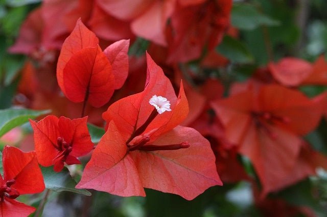 Buganvilla Tomato - Bougainvillea - El Nou Garden