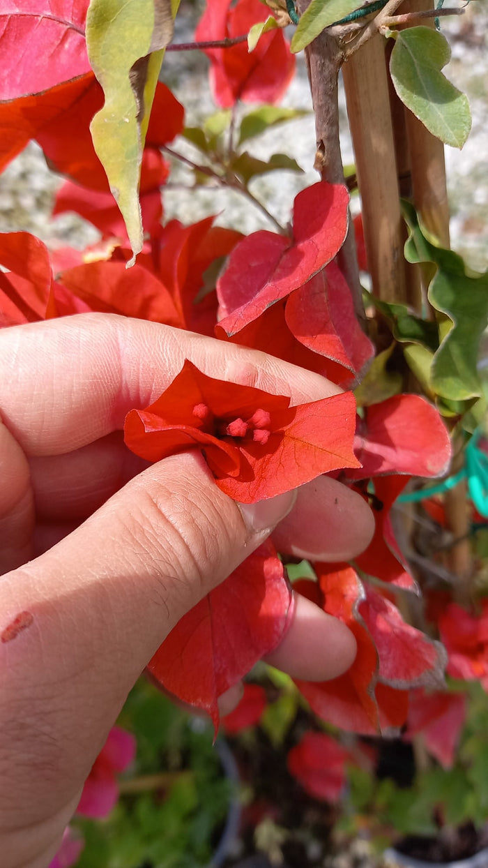 Buganvilla Tomato - Bougainvillea - El Nou Garden
