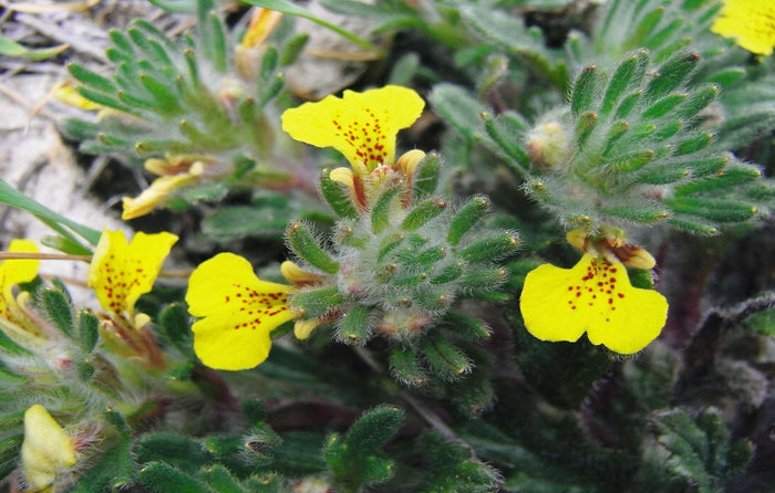 Búgula amarilla - Ajuga chamaepitys - El Nou Garden