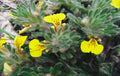 Búgula amarilla - Ajuga chamaepitys - El Nou Garden