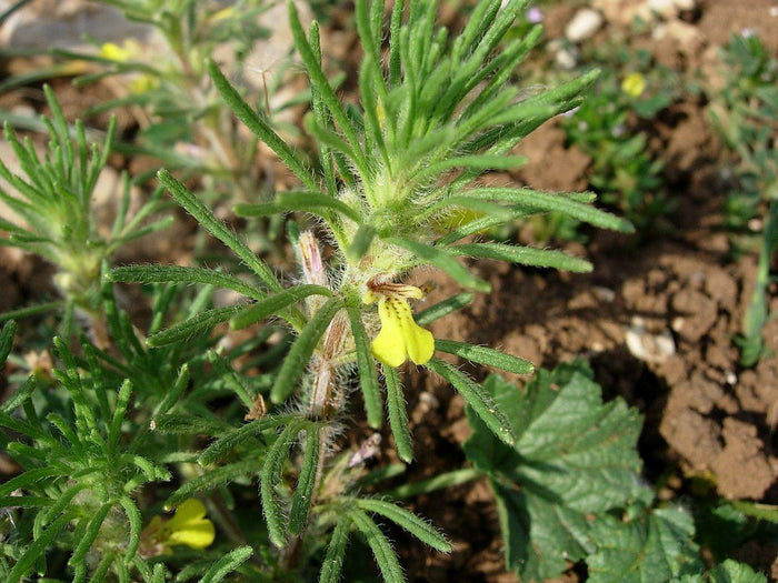 Búgula amarilla - Ajuga chamaepitys - El Nou Garden