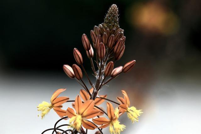 Bulbine amarillo - Bulbine frutescens - El Nou Garden