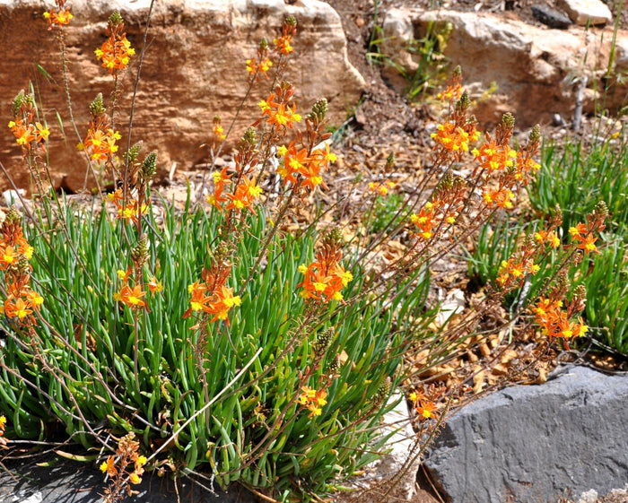Bulbine amarillo - Bulbine frutescens - El Nou Garden