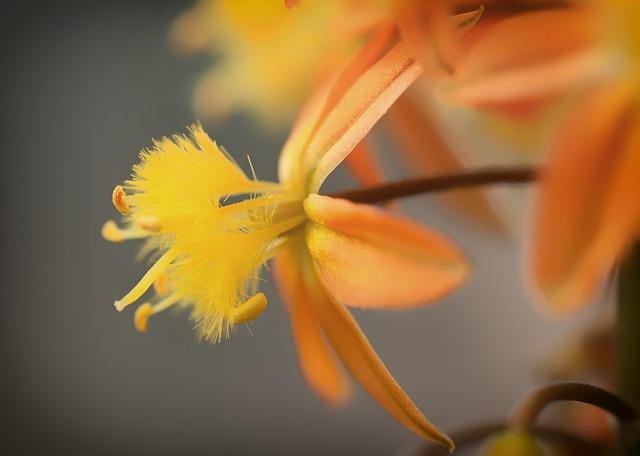 Bulbine amarillo - Bulbine frutescens - El Nou Garden