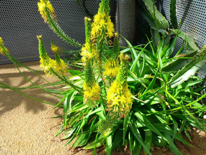 Bulbine amarillo - Bulbine frutescens - El Nou Garden
