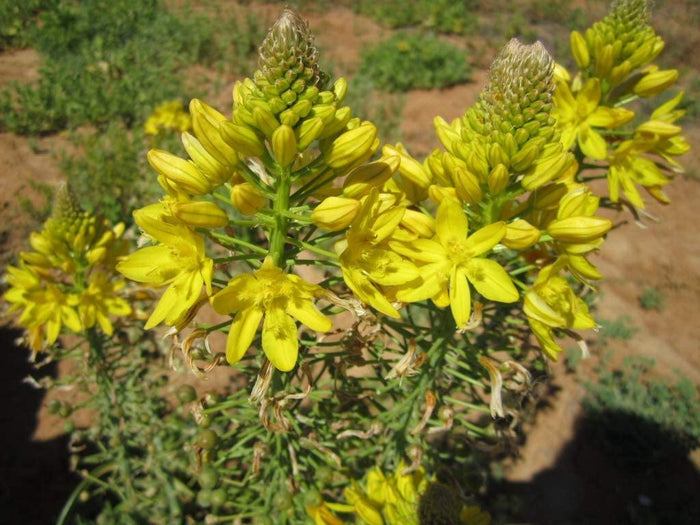 Bulbine amarillo - Bulbine frutescens - El Nou Garden