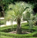 Butia - Butia capitata - El Nou Garden