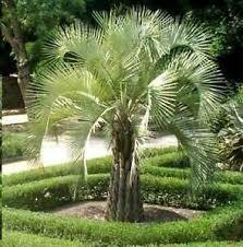 Butia - Butia capitata - El Nou Garden