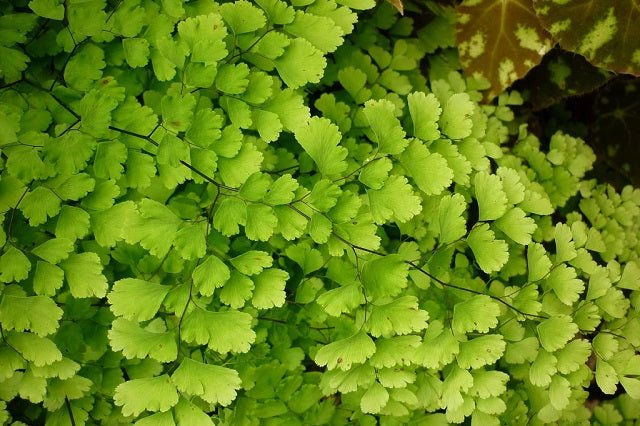 Cabello de venus - Adiantum capillus - veneris - El Nou Garden