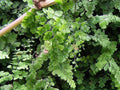 Cabello de venus - Adiantum capillus - veneris - El Nou Garden