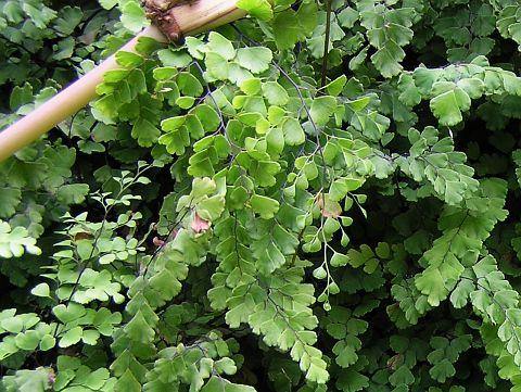 Cabello de venus - Adiantum capillus - veneris - El Nou Garden