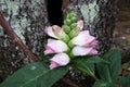 Cabeza de tortuga - Chelone glabra Pink Turtle - El Nou Garden