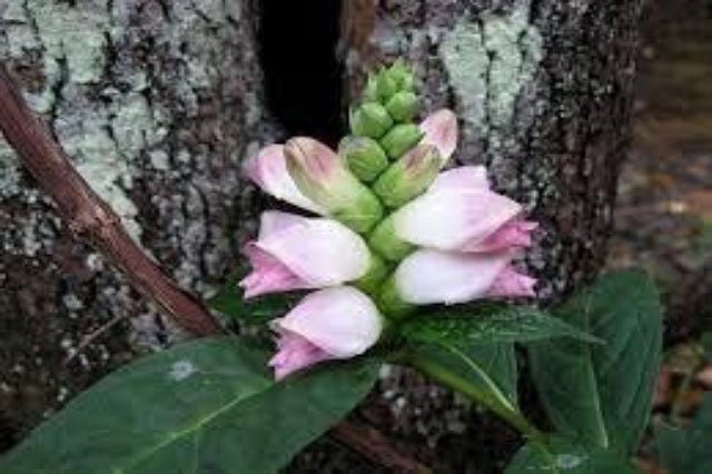 Cabeza de tortuga - Chelone glabra Pink Turtle - El Nou Garden