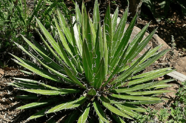 Cabuyo - Agave filifera - El Nou Garden