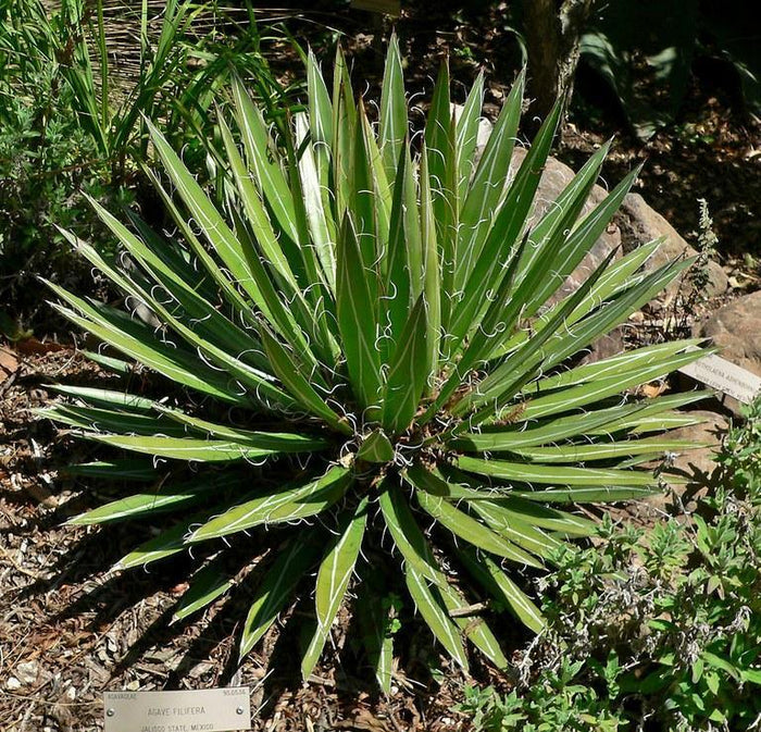 Cabuyo - Agave filifera - El Nou Garden